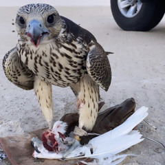‎⁨لا لا تعذر - شعر بن فطيس ⁩