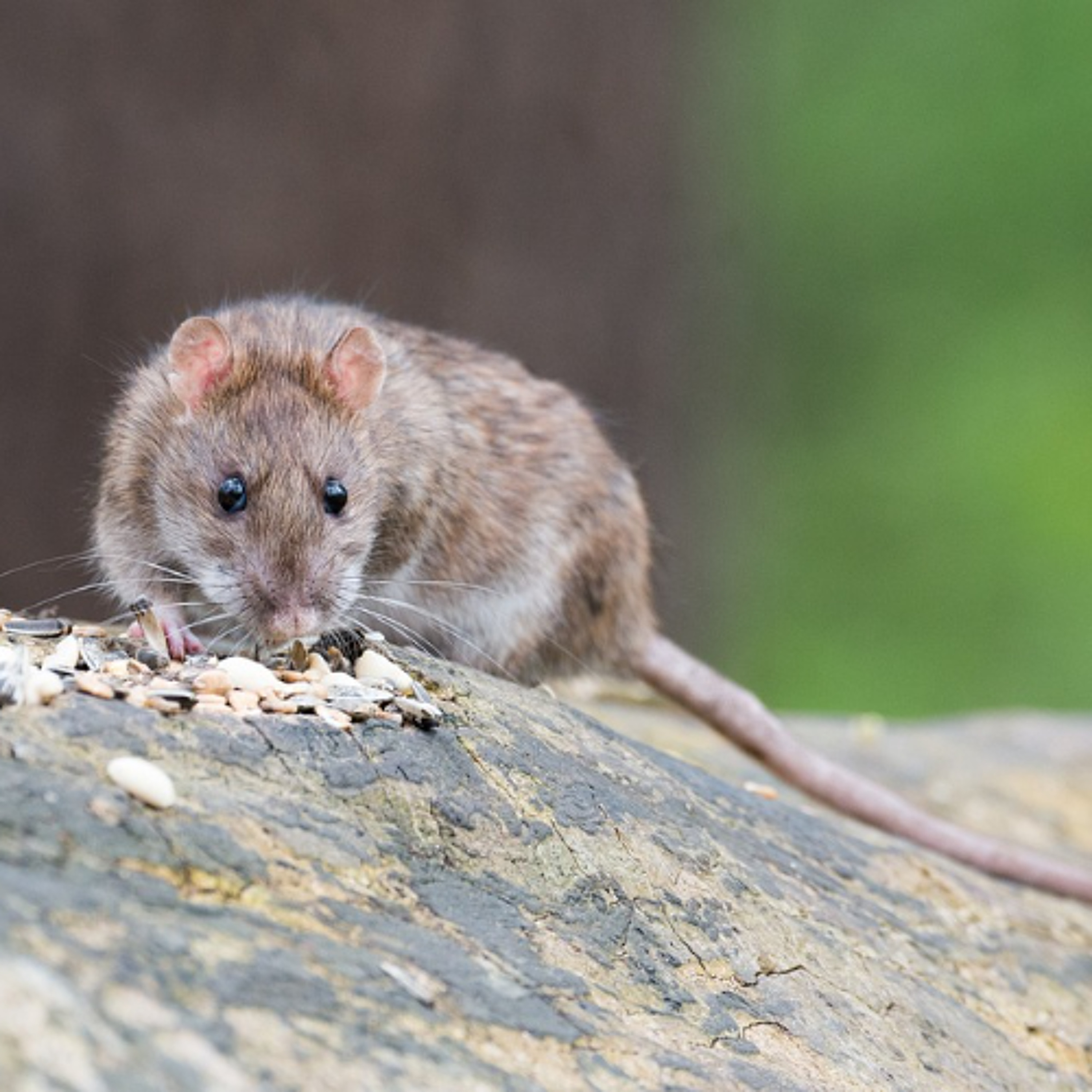 Rat on Rats! Alberta pushes to remain rat-free jurisdiction episode artwork