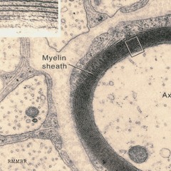 Myelin - RMMBR