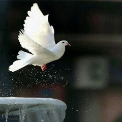 زي قلب من غير دماء - ماهر فايز