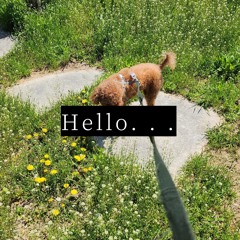 Accident - Hello