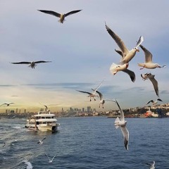 YO HO! (With beak and claw)