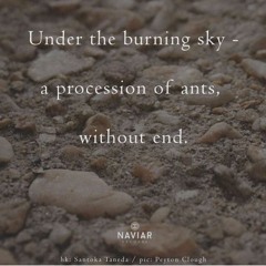 haiku #622: Under the burning sky - / a procession of ants, / without end.