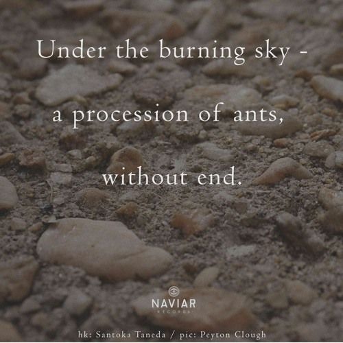 haiku #622: Under the burning sky - / a procession of ants, / without end.