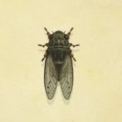 Girl What The Fuck (cicada Type Beat)