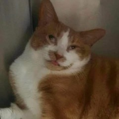 dj di dunia 1..2..3..4 here we go di dunia dj turtle full bass viral tik tok terbaru 2021