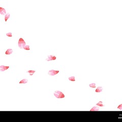 Sakura dans le Vent