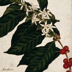 Arabica