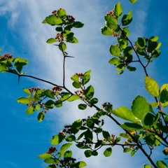 THE ART OF LISTENING no. 1: music, nature, philosophy & new awareness