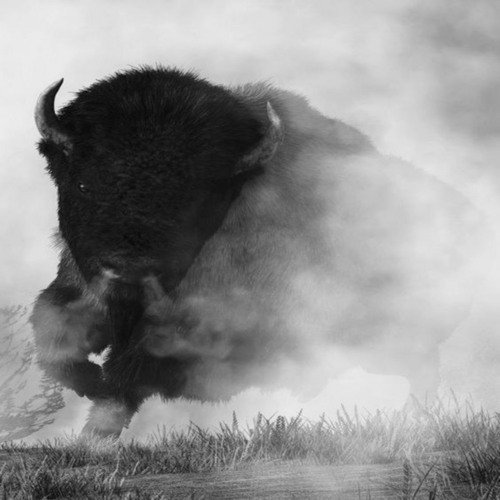 TIPO UM BÚFALO, BÚFALO, BÚF (feat. MC BAHIANO)