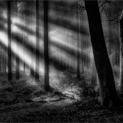 Shining Forest