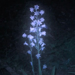 luhsanty - Winninn (novachance)