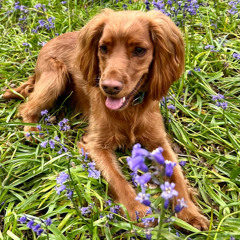 Très Triste (Bracken In Memoriam)