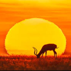 Mild Savanna Trance