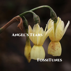 Angel's Tears