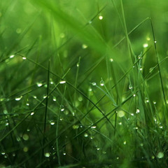 dew drops in the morning grass