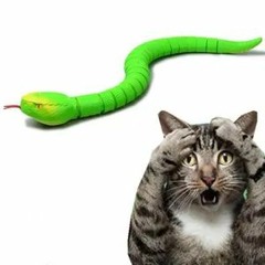 Le Chat et Le Serpent (avec le SHAH)