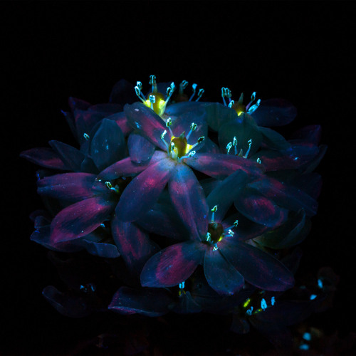 fields of forever (sleep rework)