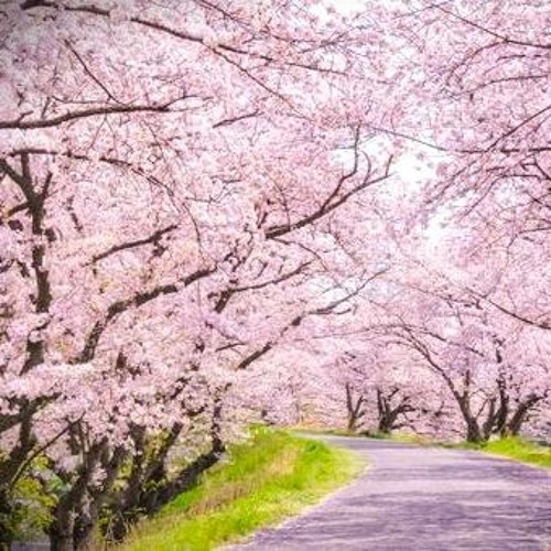 Stream 桜吹雪 By 真夜 Maya Listen Online For Free On Soundcloud