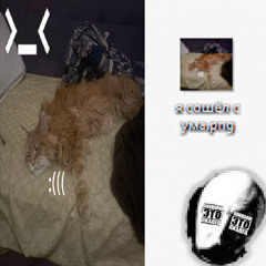 apes    stupid wigga