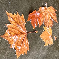 Leaves On A Wet Footpath