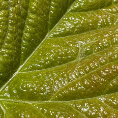 KNOW YOUR LOCAL W/ Guigio Jiolua (22/04/25)