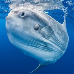 Mola Mola Tears