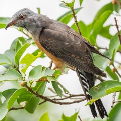 ホトトギス：DR-05 VER3、44kHz、低域カットフィルター(120Hz)