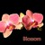 Artwork for Blossom