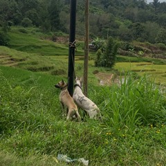 Fauzana - Bapindah Ka Nan Lain (Official Music Video)