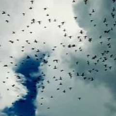 Улетай на крыльях ветра ремикс