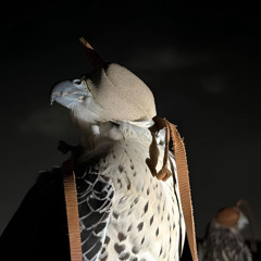 مصدر اشواقي