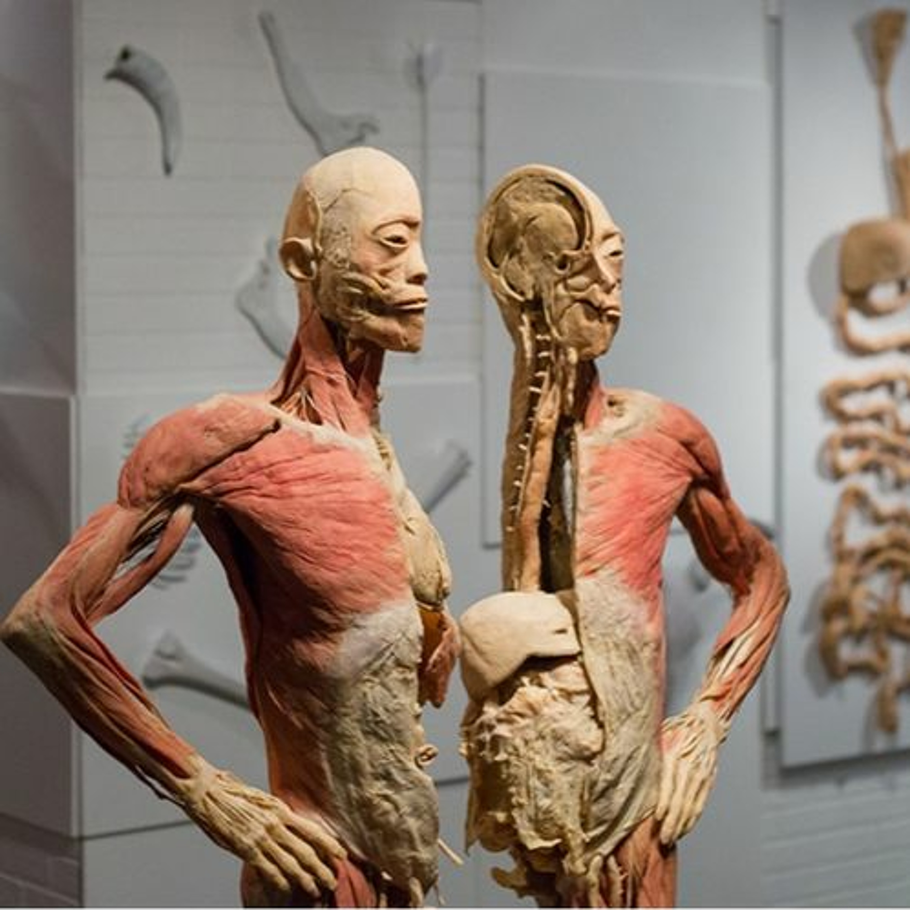 VNS PODCAST - FROM AUGUST 29, 2020 - TOM ZALLER_REAL BODIES