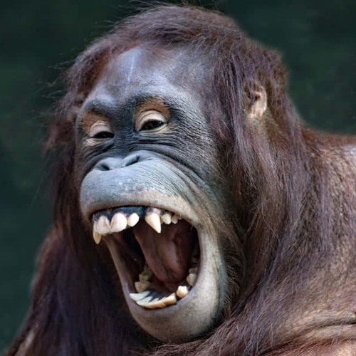 WHAT DAT MEANNN ? - FREESTYLE