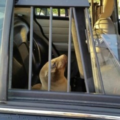 442 - Battle Without Honor or Humanity feat. Derek Davison & Patrick Wyman (8/3/20)