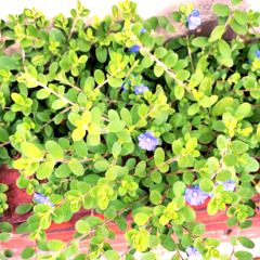 Cute flower