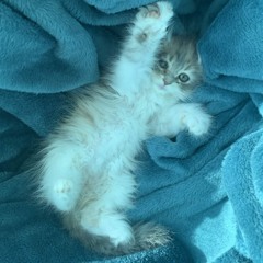 intervene. (dusttale brotherly love)