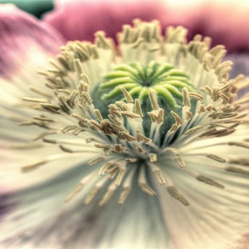 Opium Wave (prod. Jai P)