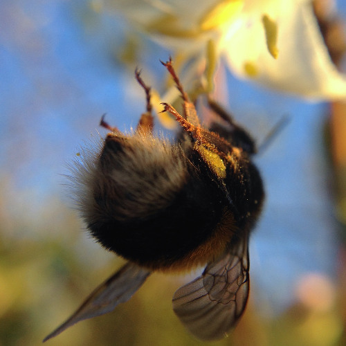 Bumblebees’ Party (Mastered)