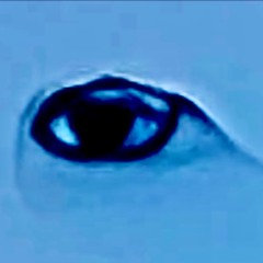 Eyes in our Skies (Dawless Jam live) #uap mix