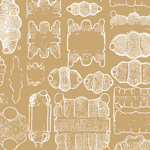 Premiere: Forest On Stasys - Entre Malezas