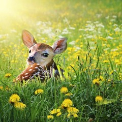 Fawns Trapped