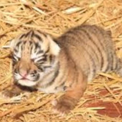 [C] is a newborn tiger <3 feel free to cry i did.