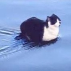 cat sitting on water (HyperF0X Edit)