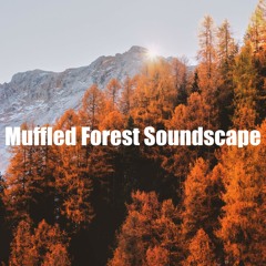 Muffled Forest Soundscape