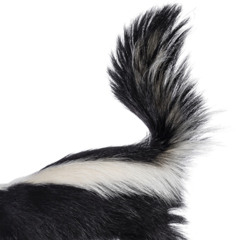 Skunk (v1.3)