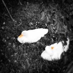 Ew (Pusha, X, Ski Mix)