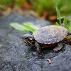 Turtles