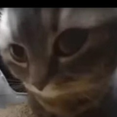 Chipi Chipi Chapa chapa