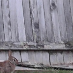 Yittle-Ou-Dittle-Ady